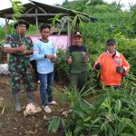 Penanaman Bambu Petung di Pantai Kedung Tumpang oleh Perangkat Desa Pucanglaban